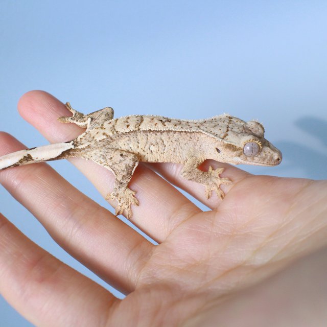 노멀 화이트스팟 옐로우 크림 크림시클