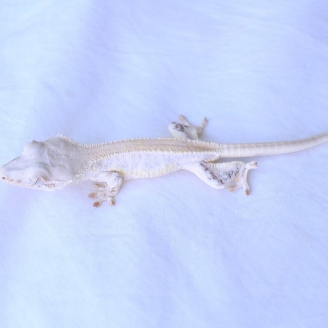 Lilly White