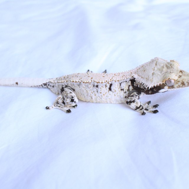 Normal Drippy White Spot Black White