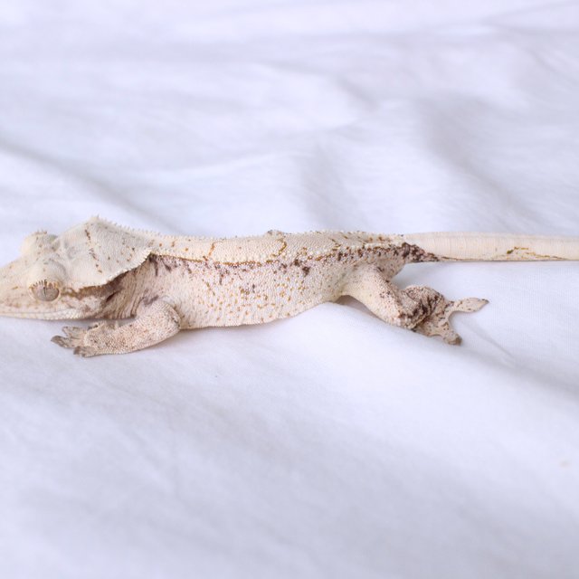 Normal Drippy White Spot