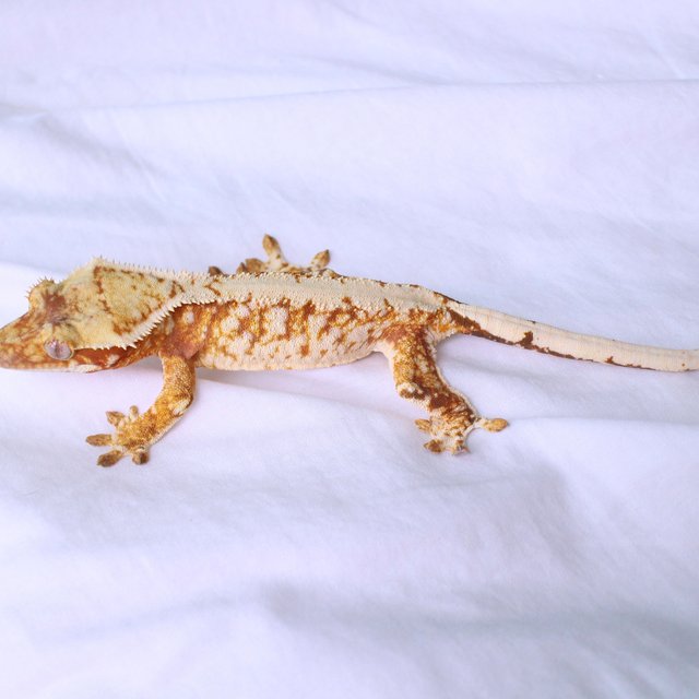 Normal Drippy White Spot Red
