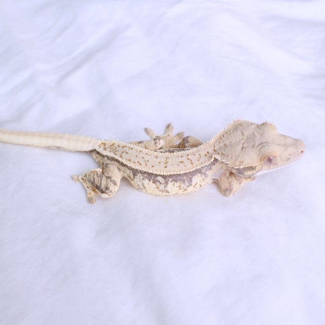 Normal Quad Full Pinstripe White Spot