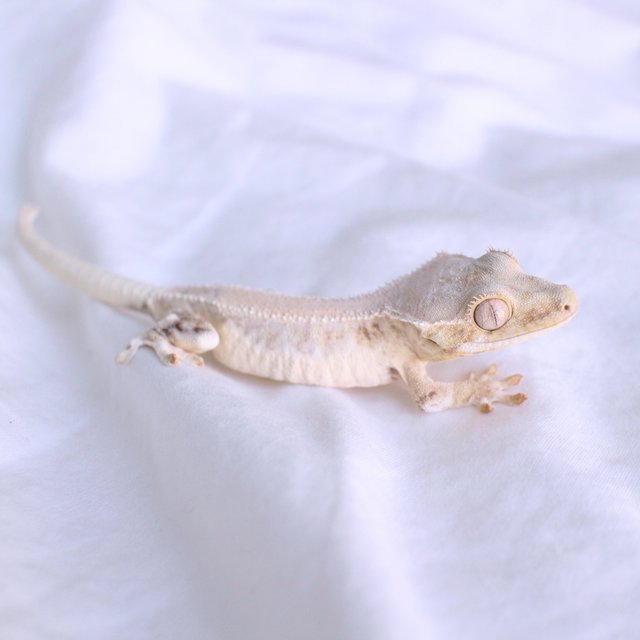 Lilly White