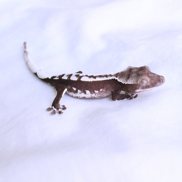 Sable Axanthic