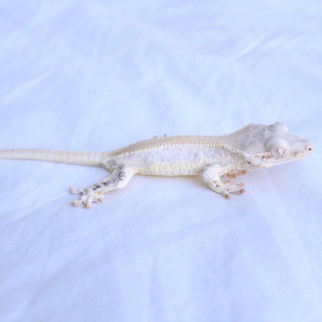 Lilly White