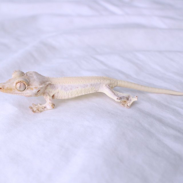 Lilly White Solid Back