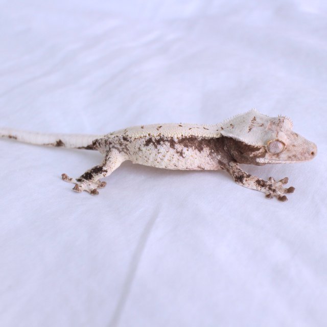 Normal Drippy White Spot Black White