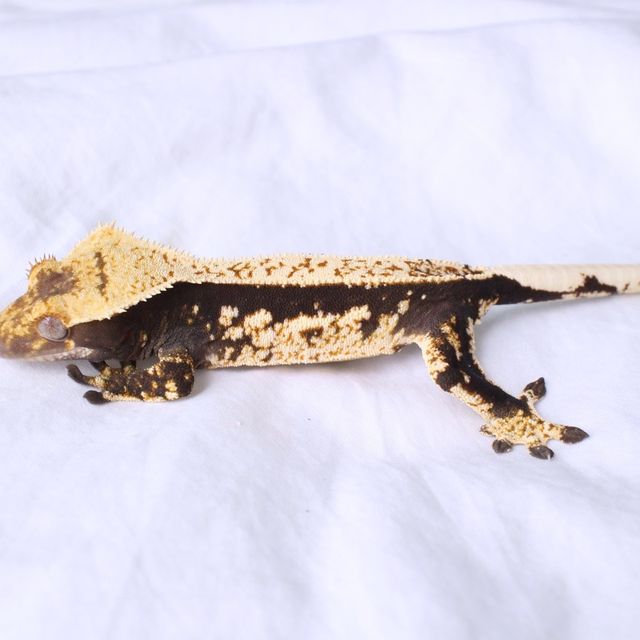 노멀 블랙 화이트