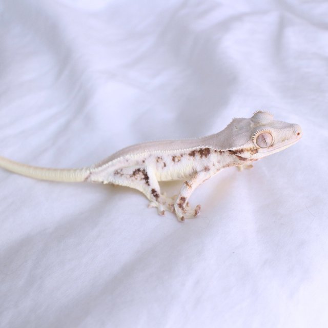 Lilly White Solid Back