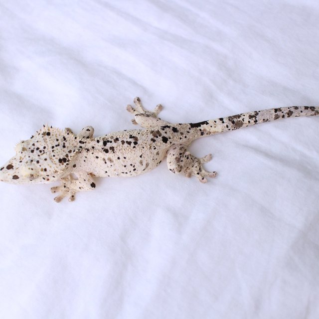 Super Dalmatian