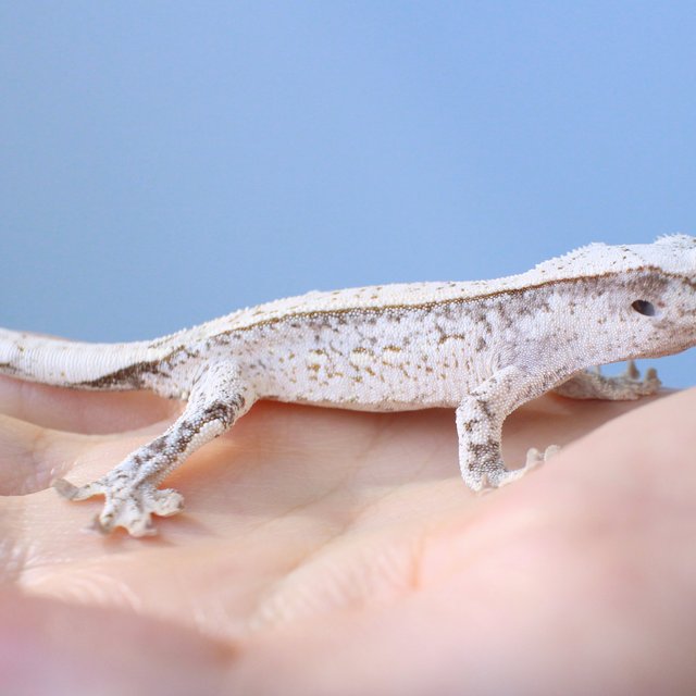 노멀 드리피 화이트스팟