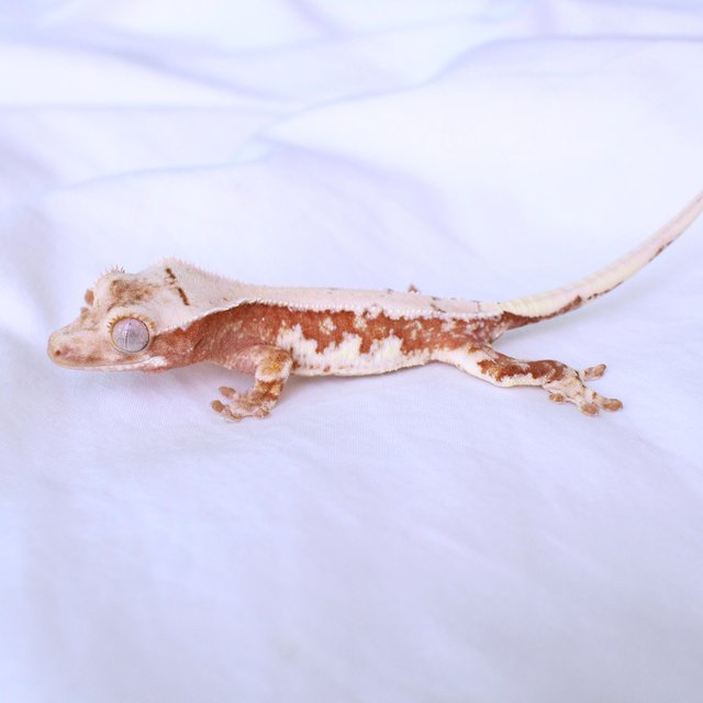 100% Het Chocho Lilly White