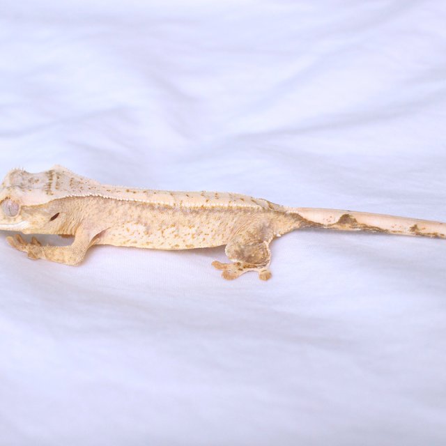 노멀 드리피 화이트스팟 옐로우 크림 크림시클