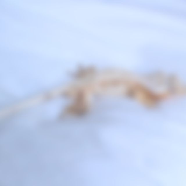 노멀