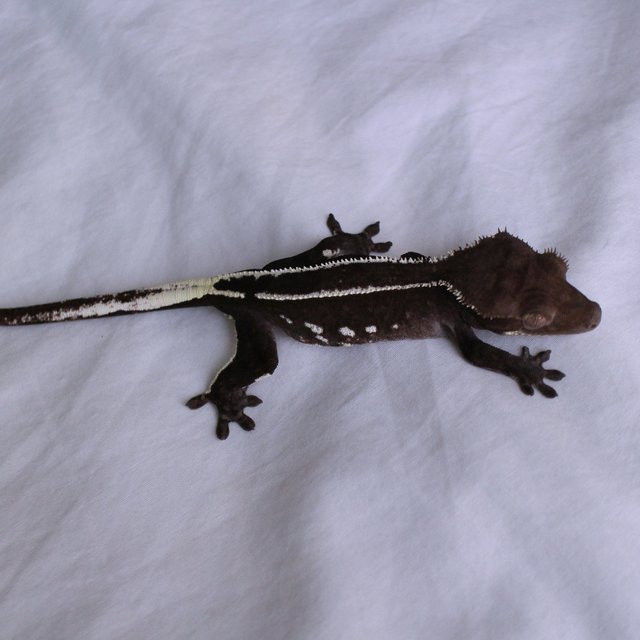 Axanthic