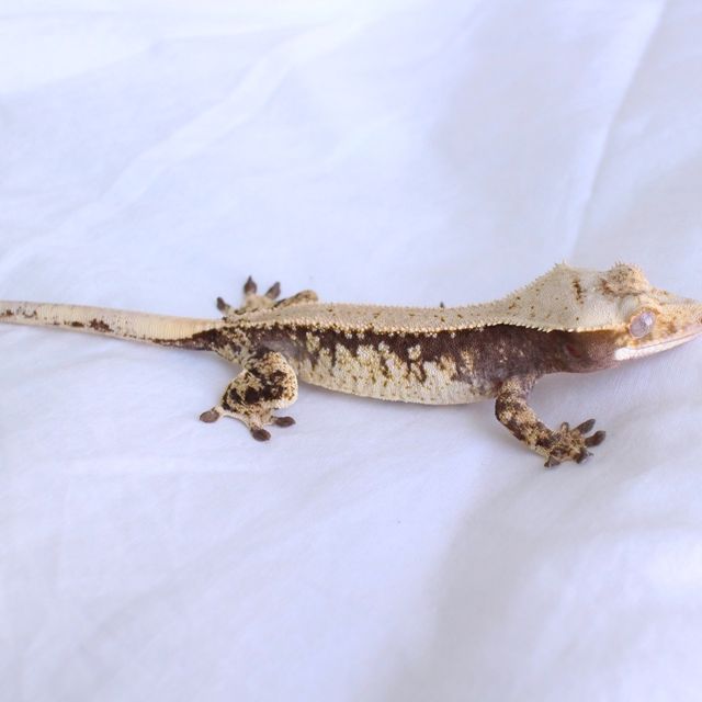 노멀 솔리드백 드리피 화이트스팟