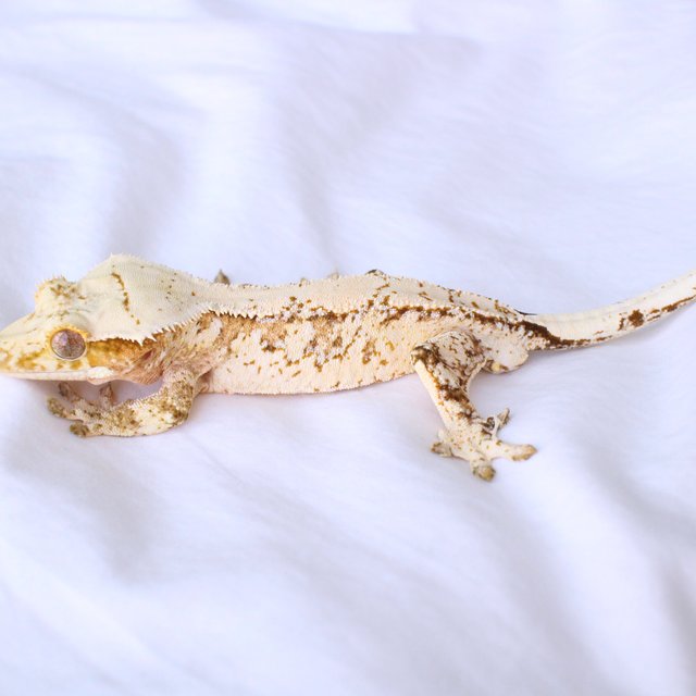 Cream Creamsicle White Spot Normal