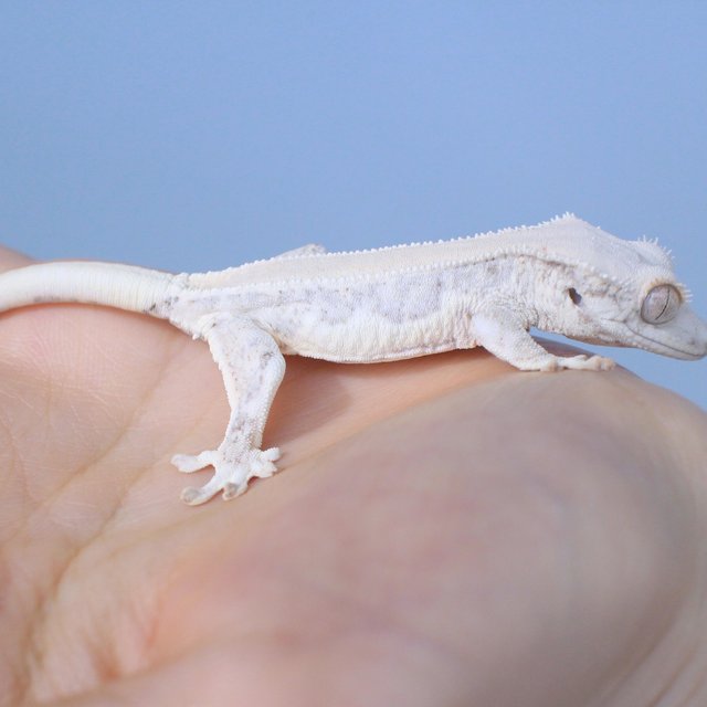 Lilly White