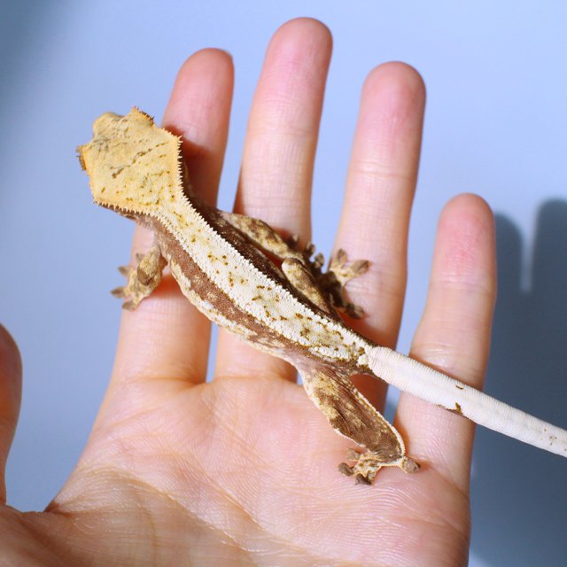 노멀 드리피 화이트스팟 레드