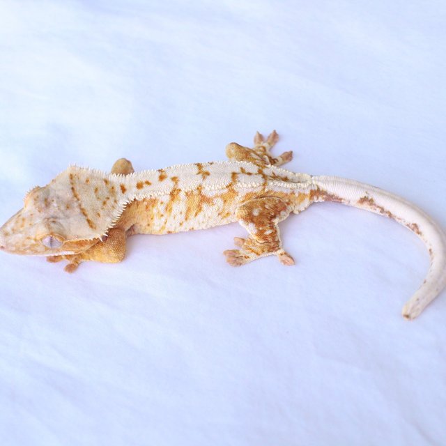 Normal Drippy White Spot Yellow Cream Creamsicle