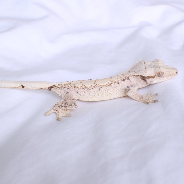 Normal Drippy White Spot