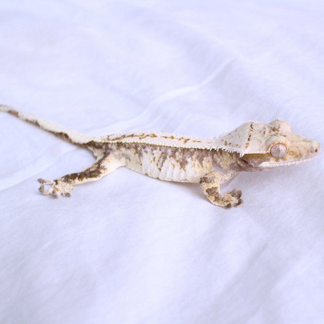 Normal Drippy White Spot Pinstripe Tri