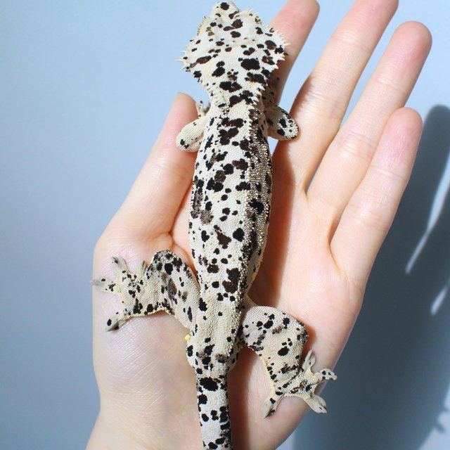 달마시안 슈퍼달마시안