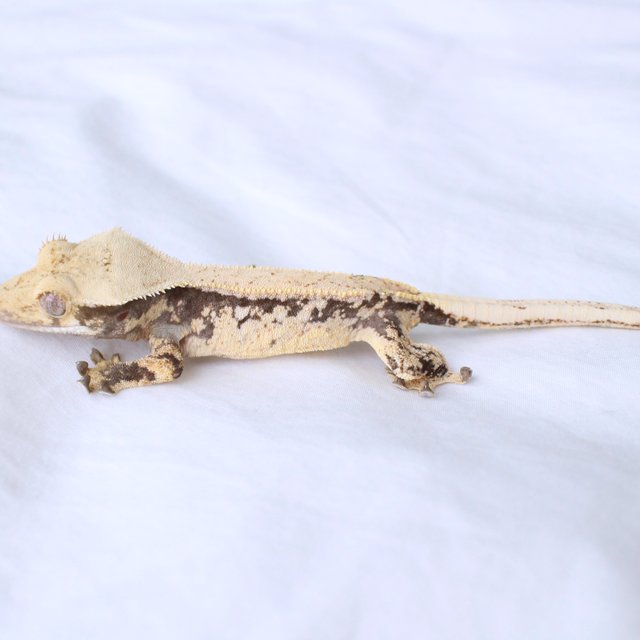 Drippy White Spot Normal