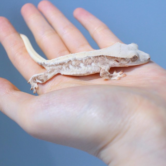 Lilly White Yellow Cream Creamsicle