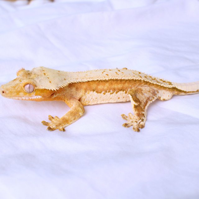 Normal White Spot Yellow Cream Creamsicle