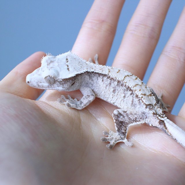 노멀 드리피 화이트스팟