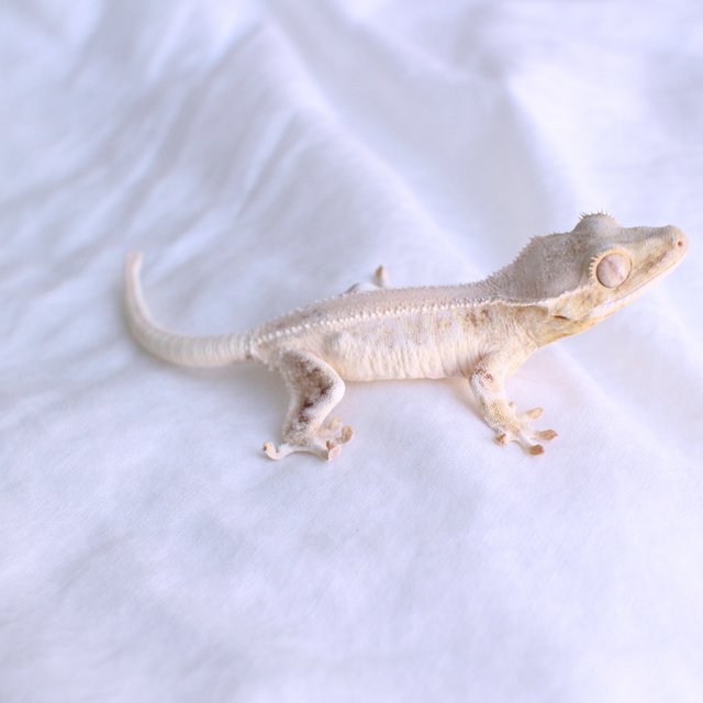Lilly White