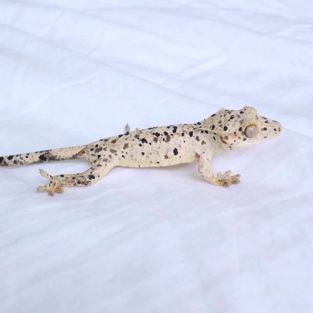 Normal Super Dalmatian