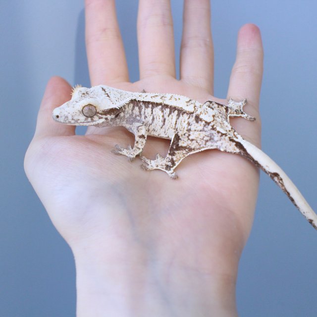 노멀 드리피 화이트스팟