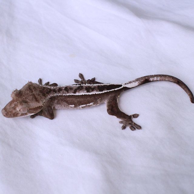 Axanthic