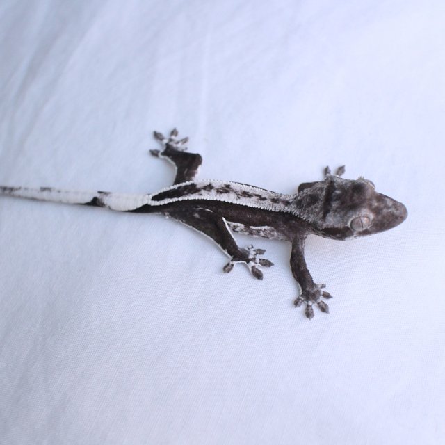 Axanthic