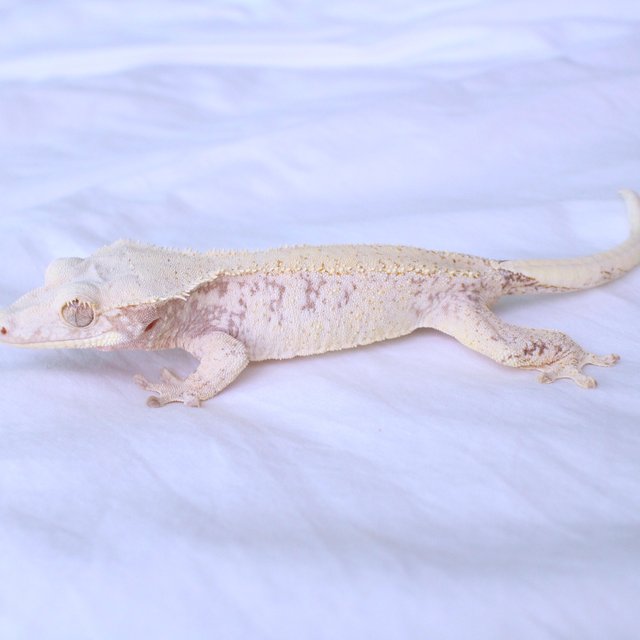 Normal Drippy White Spot Red