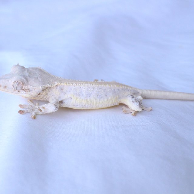 Lilly White