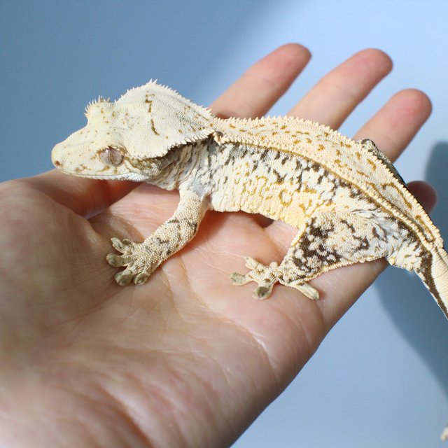 노멀 드리피 화이트스팟