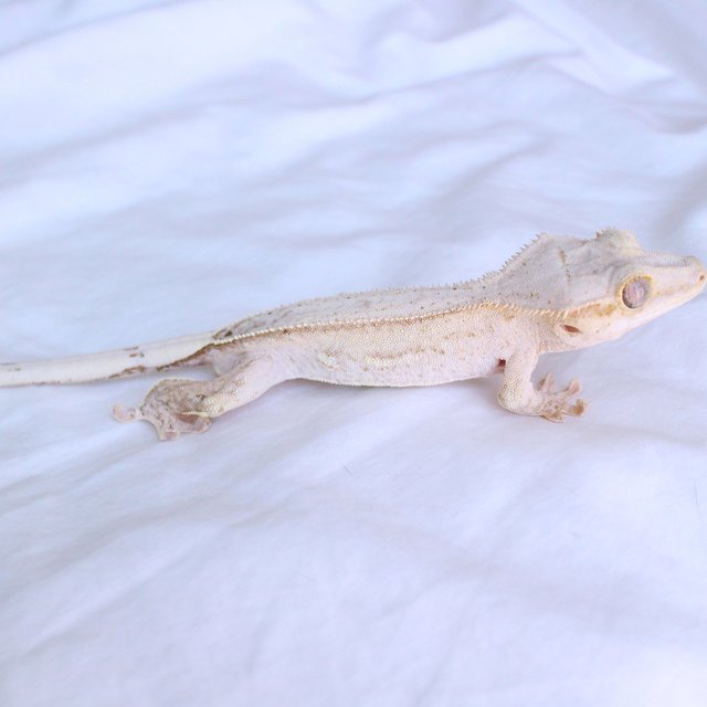 Cream Phantom Normal Yellow Creamsicle