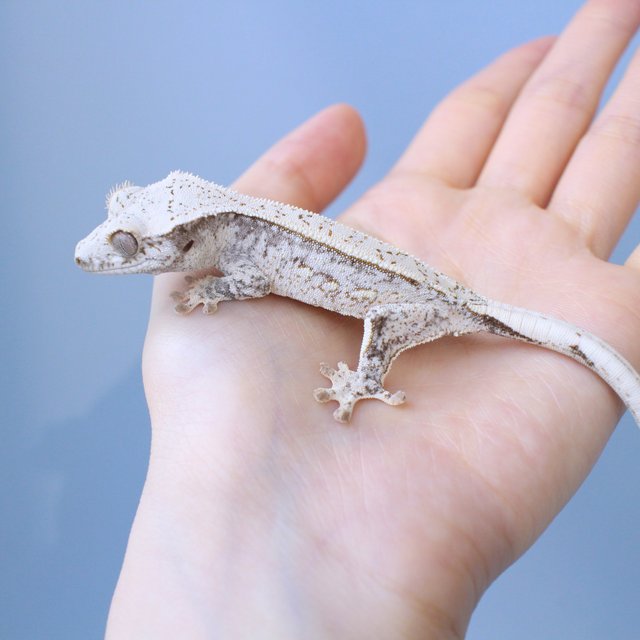 노멀 드리피 화이트스팟