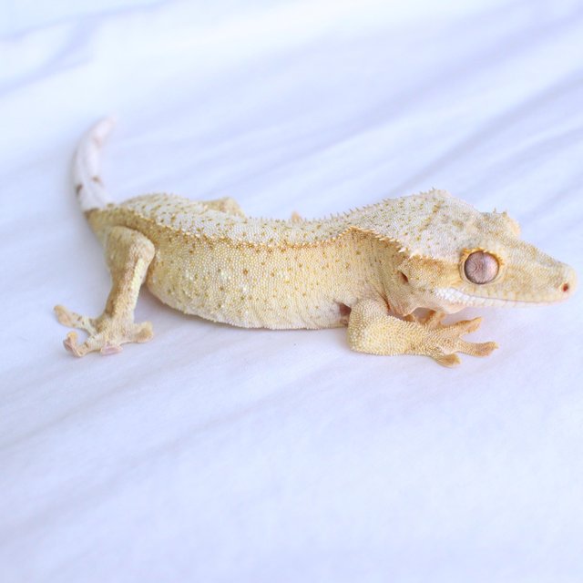 Cream Creamsicle Phantom Yellow Normal