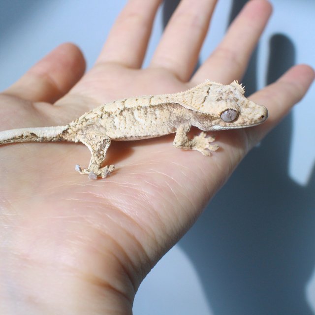 노멀 드리피 화이트스팟