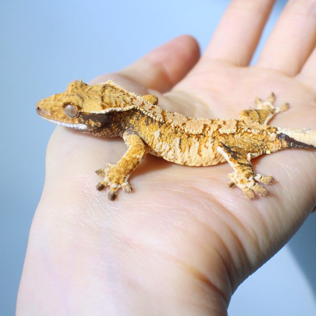 노멀 드리피 화이트스팟