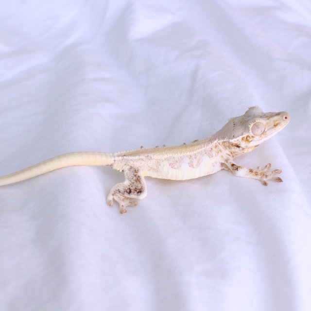 Lilly White