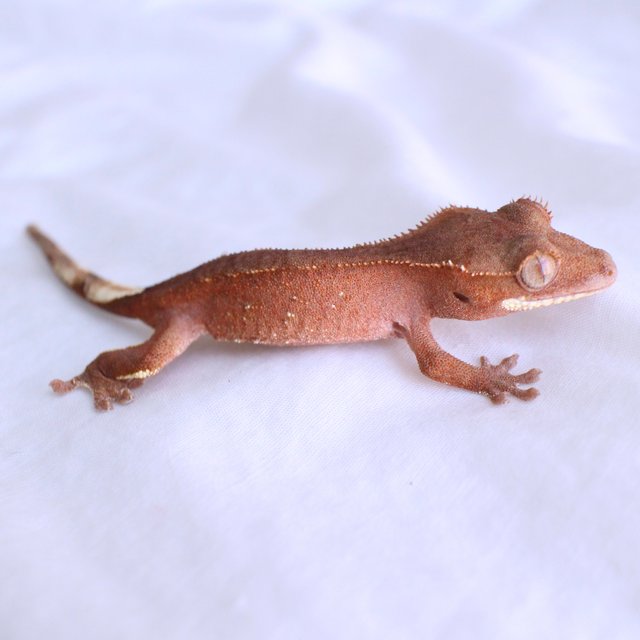 Red Normal White Porthole Phantom