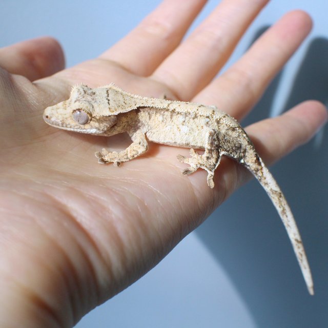 노멀 드리피 화이트스팟