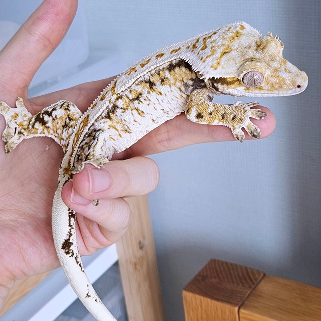 노멀 드리피 화이트스팟