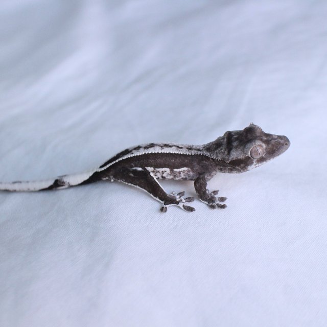 Axanthic