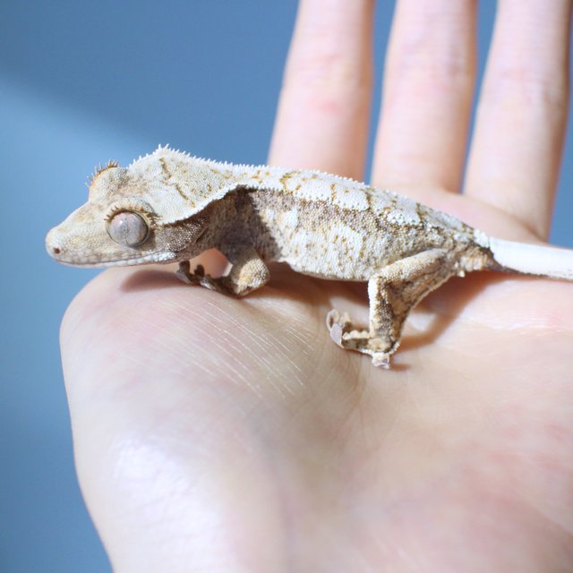 노멀 드리피 화이트스팟